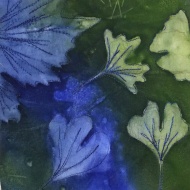 Blue and green ginkgo leaves